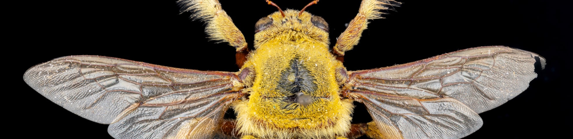 Close up detailed image of a yellow bee 