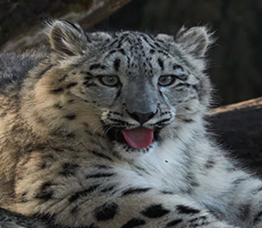 Snow leopard at Chester Zoo 