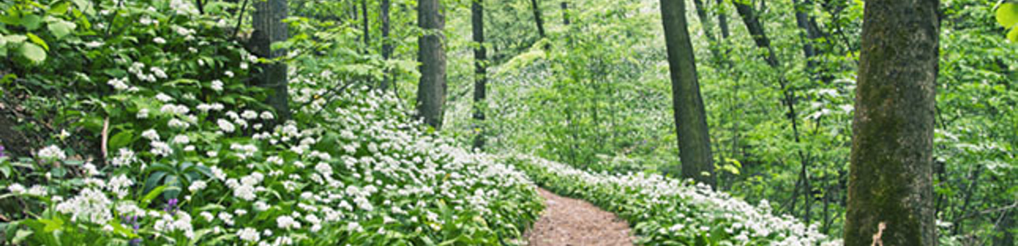 A path in the woods surrounded by trees and greenery, with small white flowers. 
