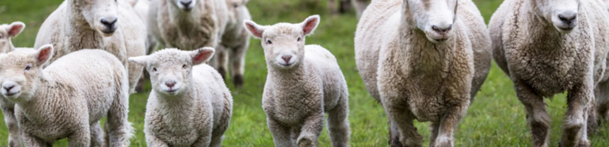 A group of sheep on a farm.